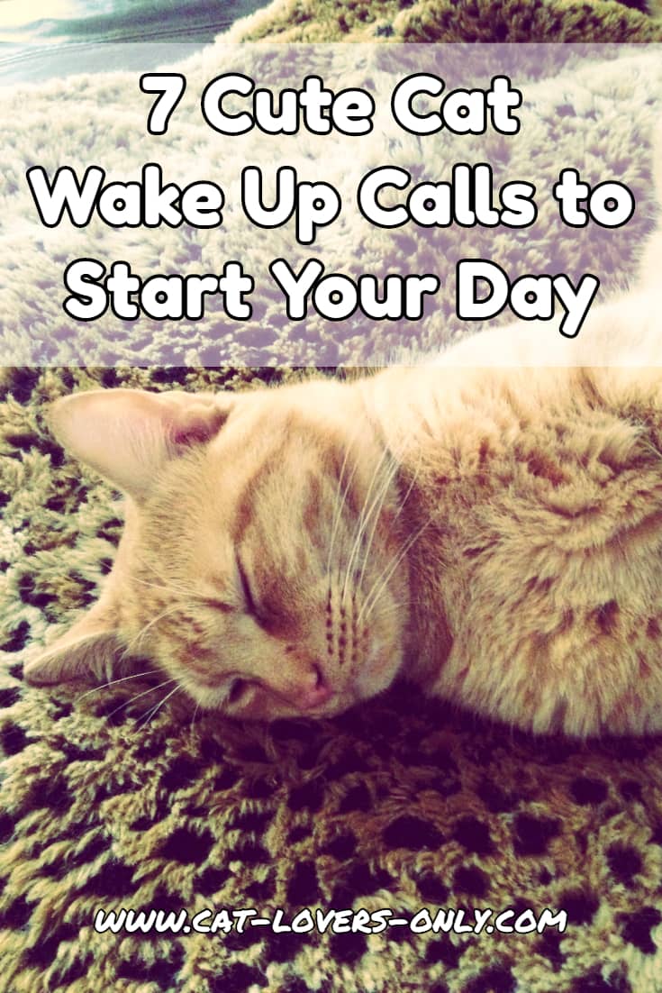 7 Cute Cat Wake Up Calls to Start Your Day