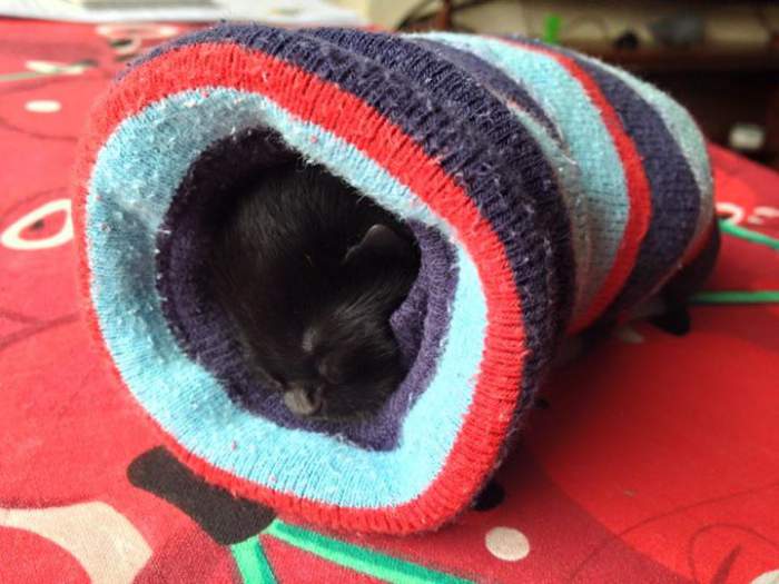 Kitten in a sock