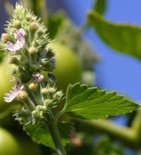 Nepeta cataria catnip plant blossoms and leaves