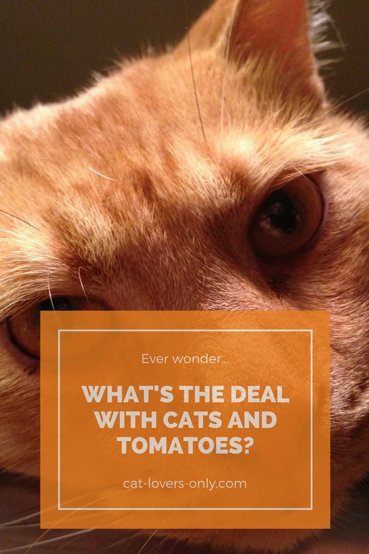 Jazzy the orange tabby with caption What's the Deal with Cats and Tomatoes?