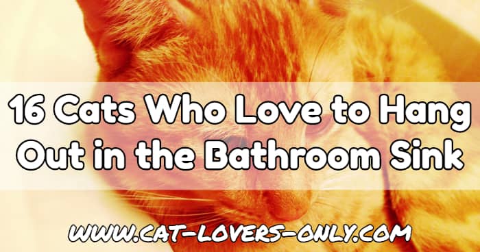Jazzy cat in the sink with text overlay 16 Cats Who Love to Hang Out in the Bathroom Sink (Pictures)