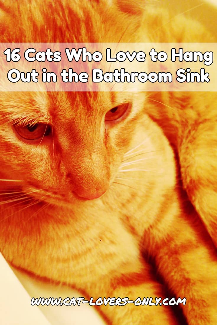 Jazzy cat in the sink with text overlay 16 Cats Who Love to Hang Out in the Bathroom Sink (Pictures)