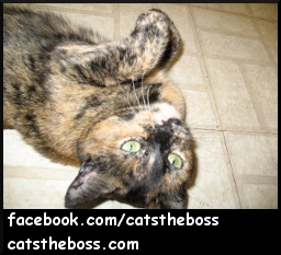 Cats the Boss Jessie