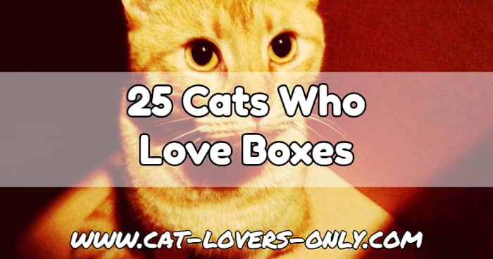 Jazzy the cat's face with text overlay 25 Cats Who Love Boxes