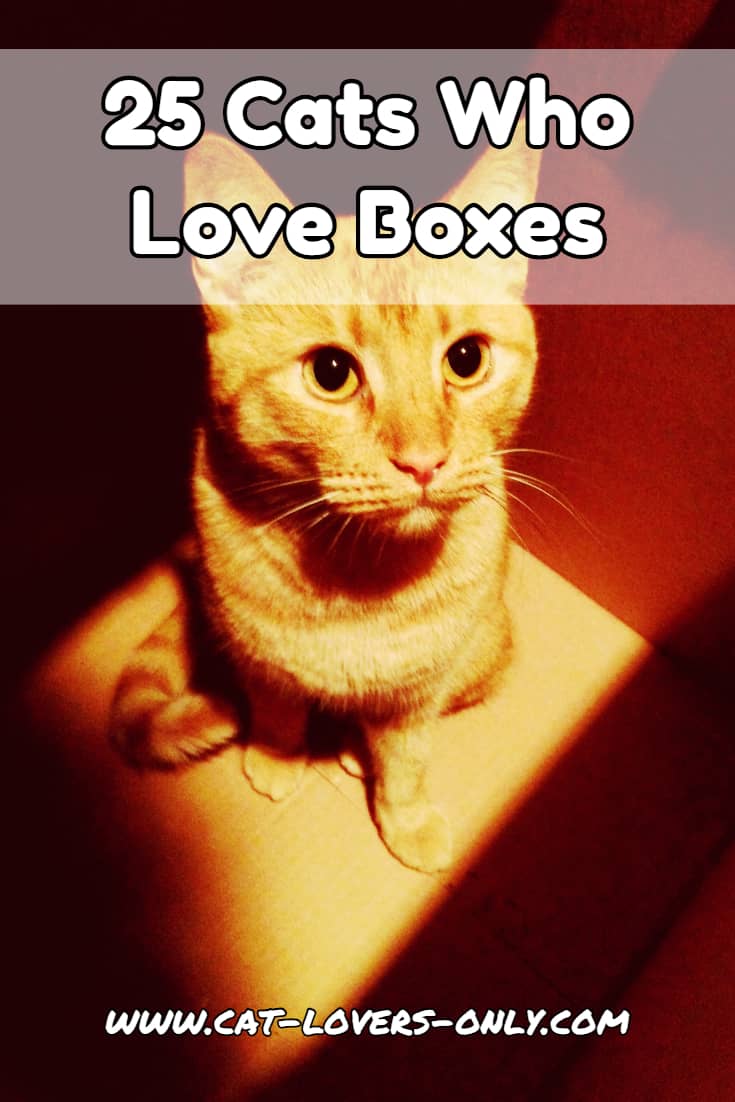 25 Cats Who Love Boxes