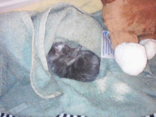 Cedar the kitten at 10 minutes old