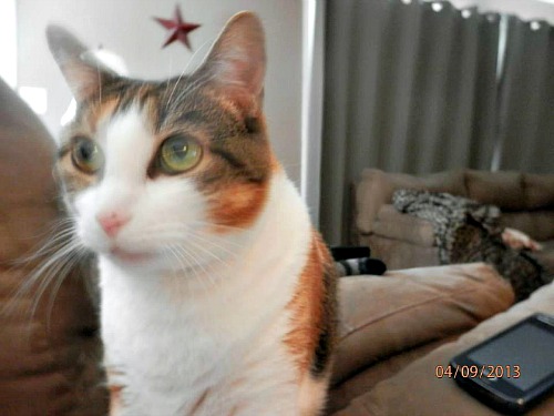 Charlotte the calico tabby and white