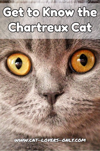 Get to Know the Chartreux Cat