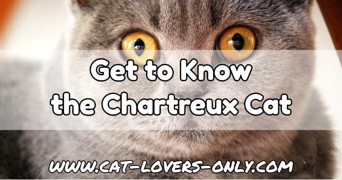 Chartreux cat face with text overlay Get to know the Chartreux cat