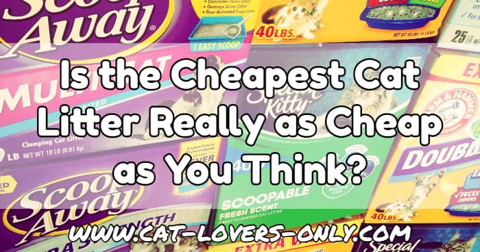 Brands of litter with text overlay Is the Cheapest Cat Litter Really as Cheap as You Think?