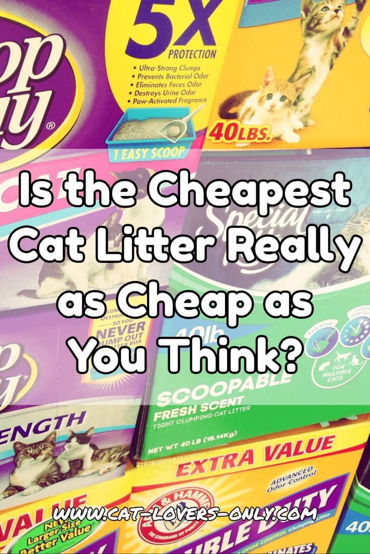 Is the Cheapest Cat Litter Really as Cheap as You Think?