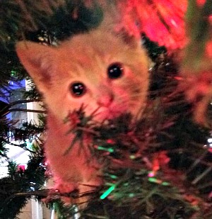 Chester in the Christmas tree