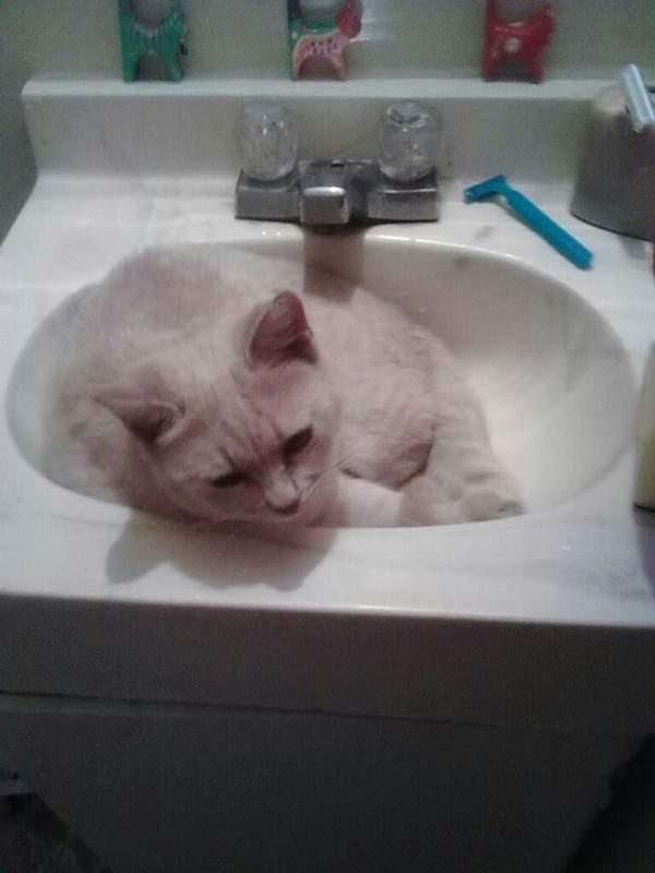 Chloe in the sink