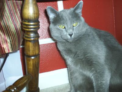 Chopper is getting over his cat box aversion pic of Chopper cat