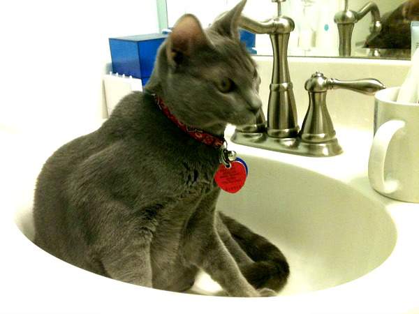 Cinder in the sink