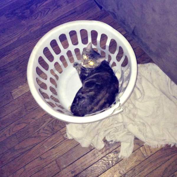 Tabby in a basket