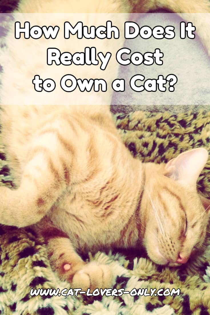 How Much Does it Really Cost to Own a Cat?