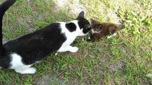 Cow meets Patches