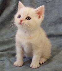 Cream cameo tabby American Shorthair kitten