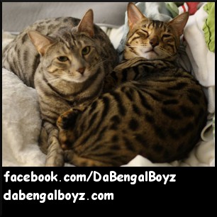 Da Bengal Boyz