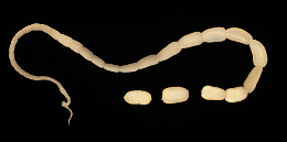 Tapeworm (Dipylidium caninum)