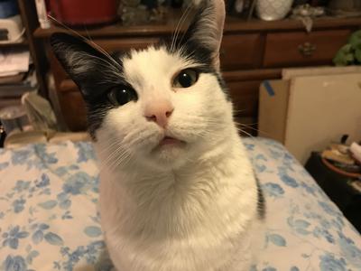 Chou Chou on her mommy’s bed.