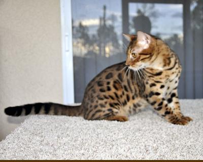 Bengal Cat