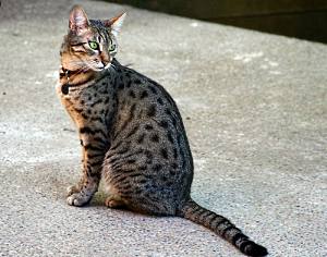 Egyptian mau