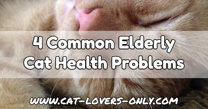 Jazzy cat's face with text overlay 4 Common Elderly Cat Health Problems