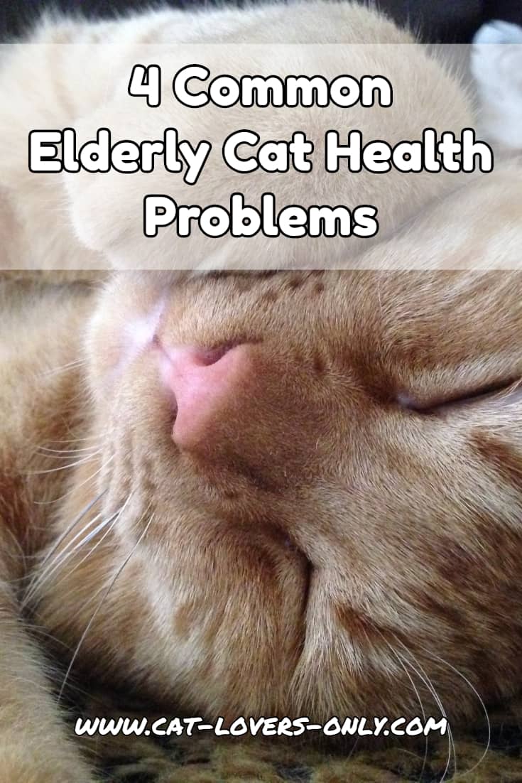 Jazzy the cat with text overlay 4 Common Elderly Cat Health Problems