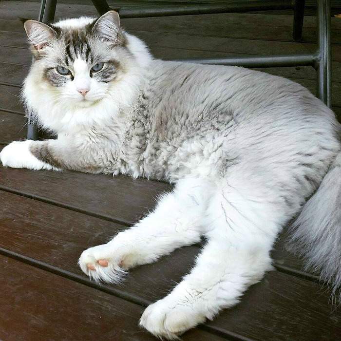 Ellie the Ragdoll