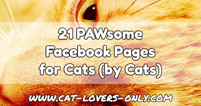 Jazzy the cat's face with text overlay 21 Pawsome Facebook pages for cats by cats