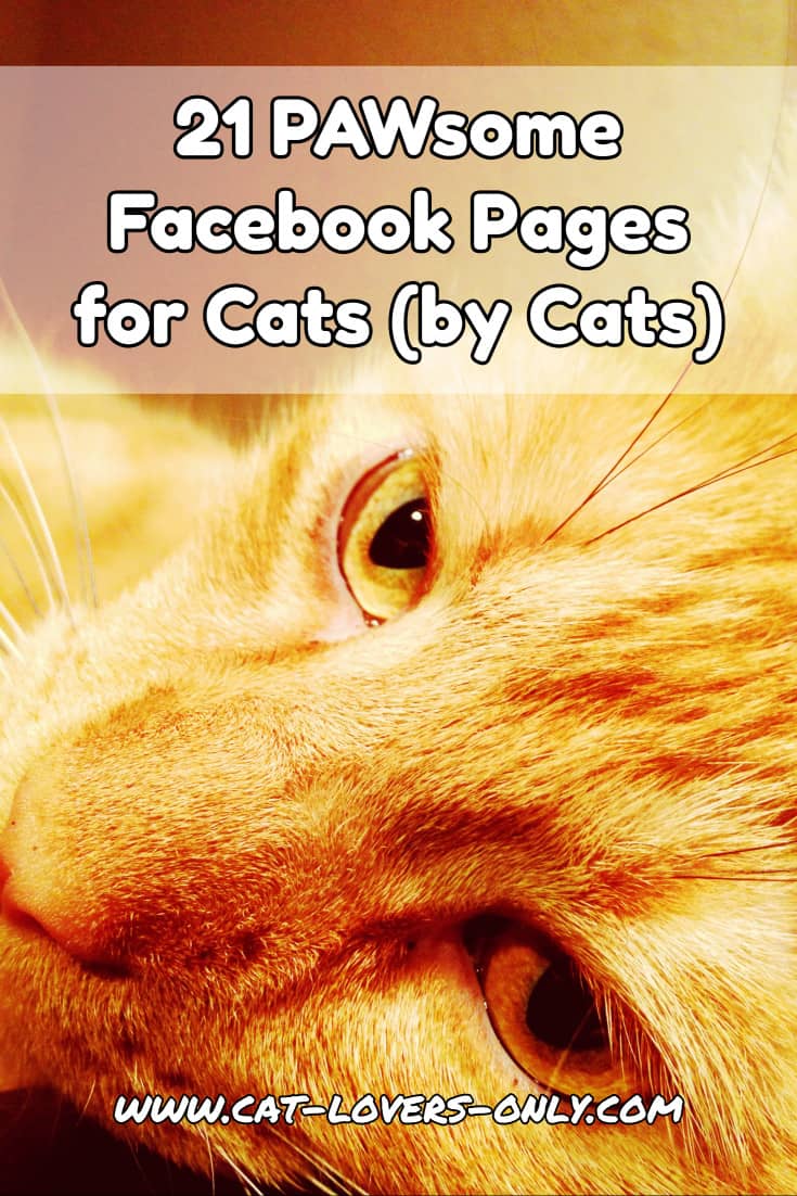 Jazzy the cat's face with text overlay 21 Pawsome Facebook pages for cats by cats