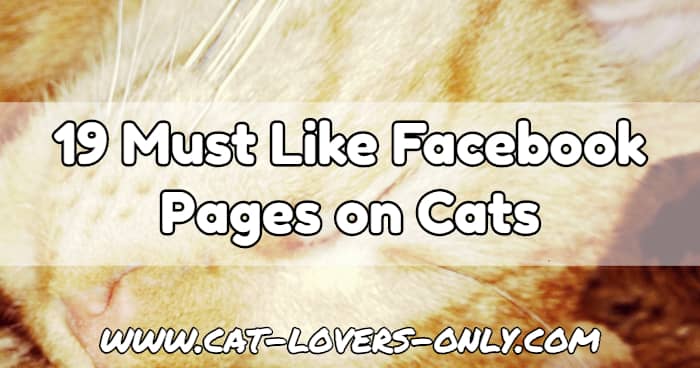 Jazzy the cat's face with text overlay 19 Must Like Facebook Pages on Cats