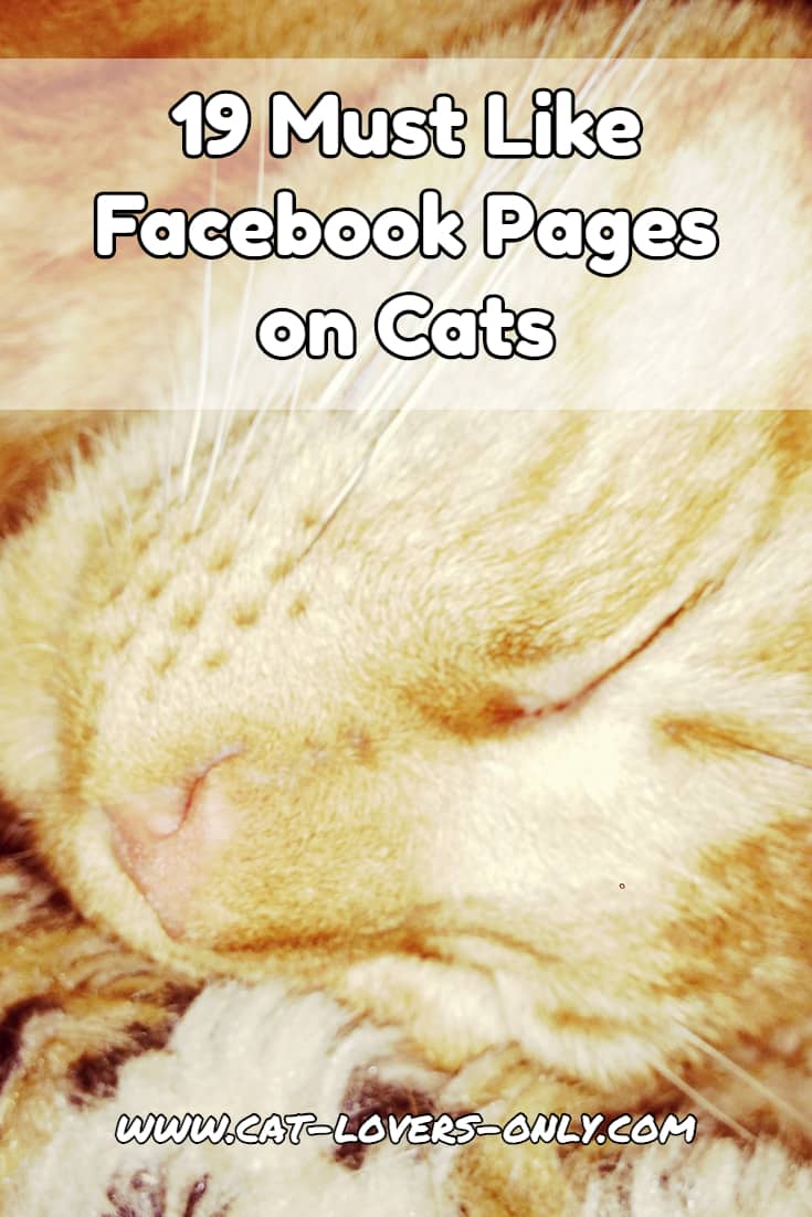 Jazzy the cat's face with text overlay 19 Must Like Facebook Pages on Cats
