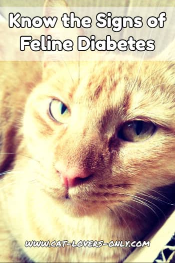 Feline diabetes symptoms