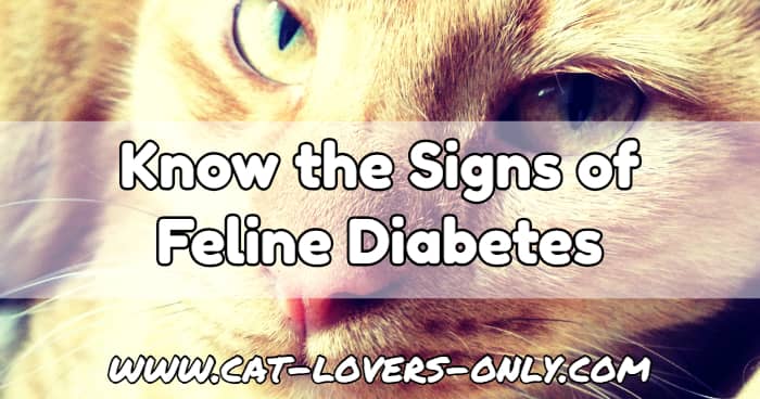 Jazzy the tabby cat with text Know the Signs of Feline Diabetes