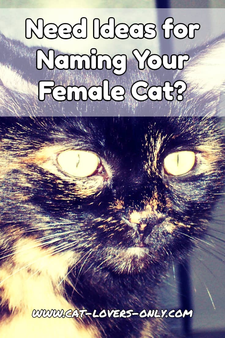 Need ideas for female cat names?