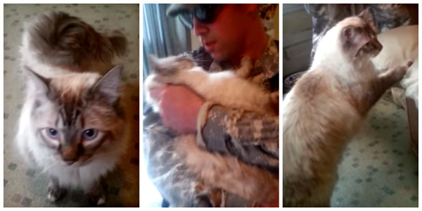 Finn the Ragdoll welcomes home soldier daddy
