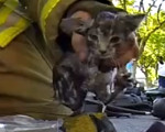 Fireman saves kitten