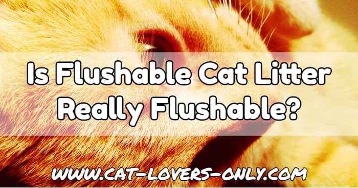 Jazzy the cat's face with text overlay Is Flushable Cat Litter Really Flushable?