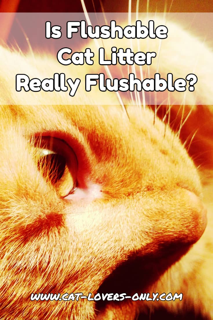 Jazzy the cat's face with text overlay Is Flushable Cat Litter Really Flushable?