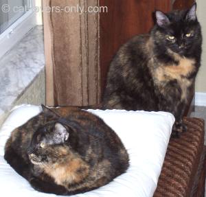 Frankie and Teddie are tortoiseshell-and-white kitties