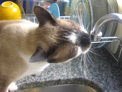 Cat drinking from sink faucet