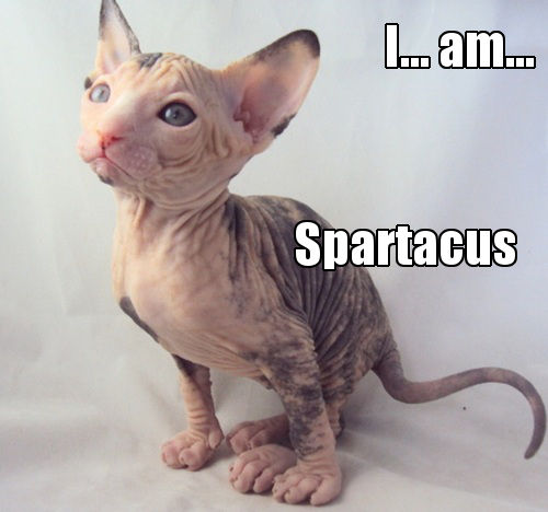 Funny Sphynx is Spartacus