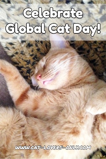 Global Cat Day: Helping Feral and Community Cats