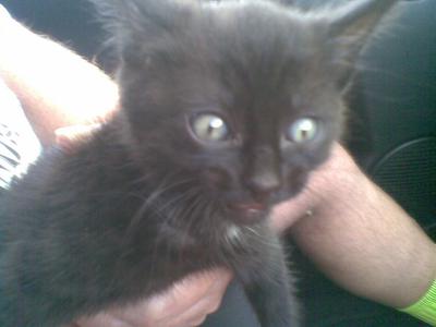 Blackie my kitten