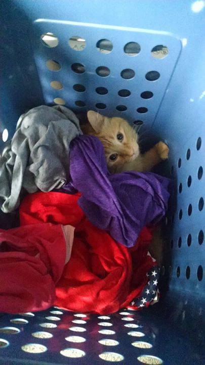 Orange tabby in a basket