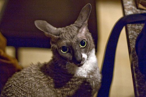 Gray and white Cornish Rex cat