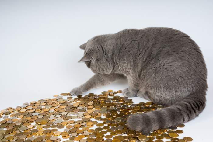 Gray cat counting money